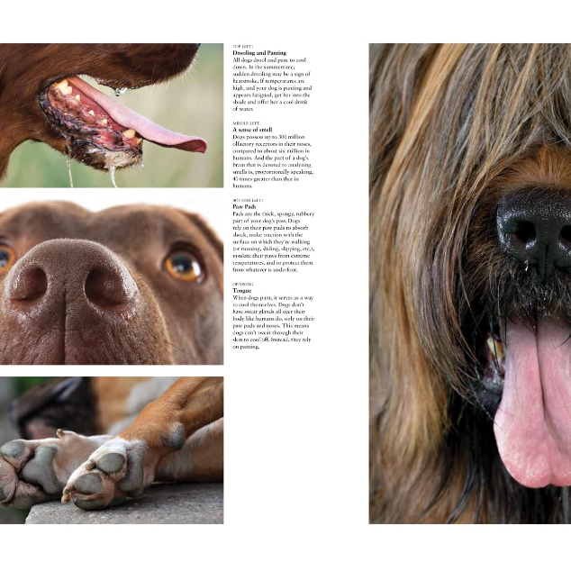 Dogs: A Celebration of Our Canine Friends Book