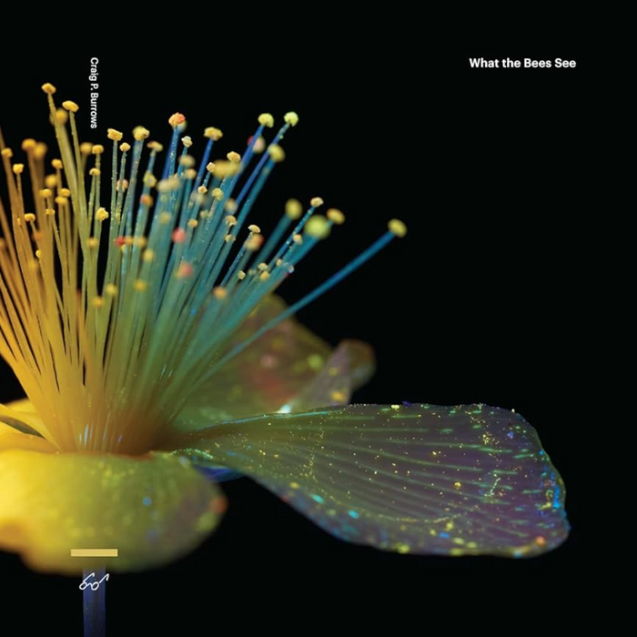 What the Bees See Book