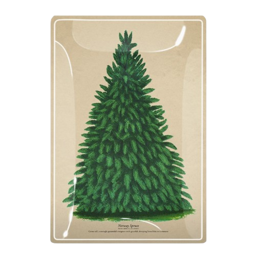 spruce